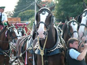 famous_clydesdale_close_up.jpg